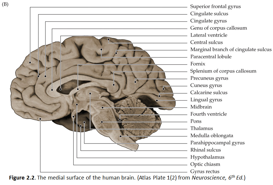 Duke Neurosciences Lab Surface Anatomy Of The Brain