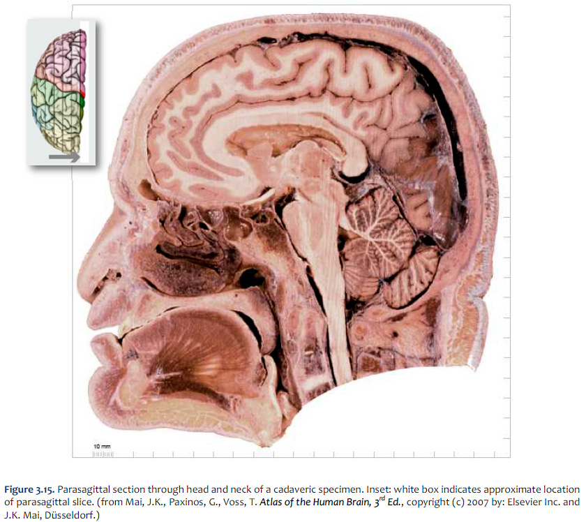 Duke Neurosciences Lab Brainstem Sectional Anatomy