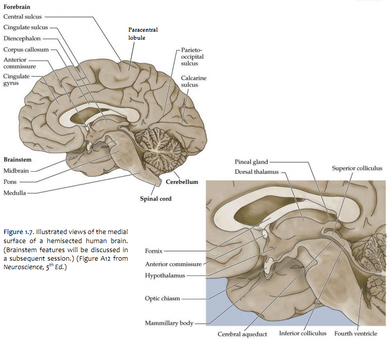 Search help in finding label lateral view of the brain online quiz version....