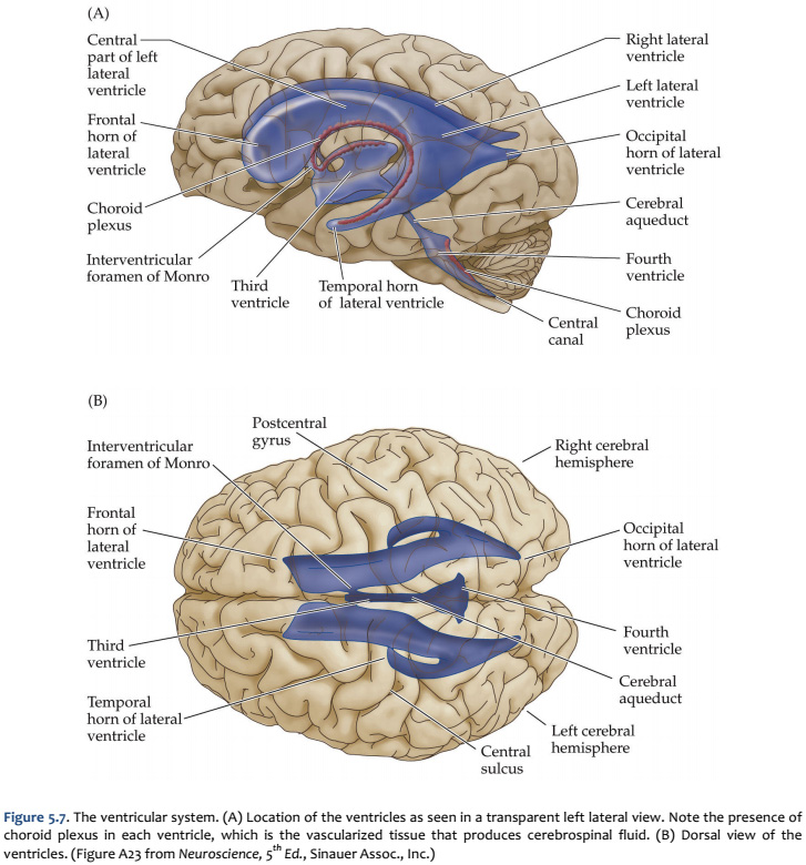ventral brain anatomy