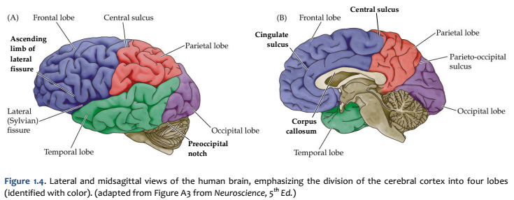 longitudinal fissure brain