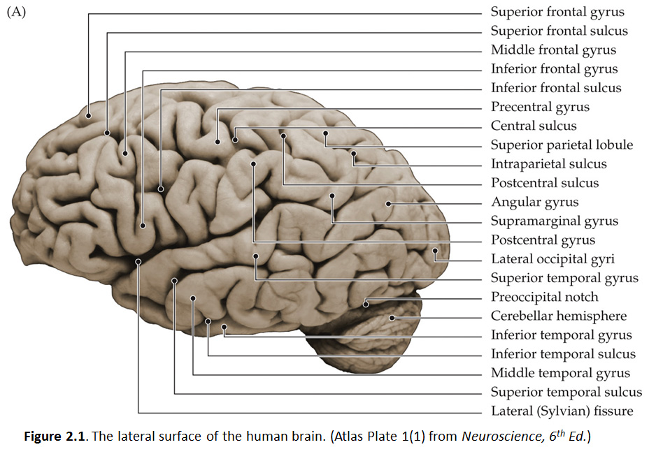 blank parts of the brain diagram