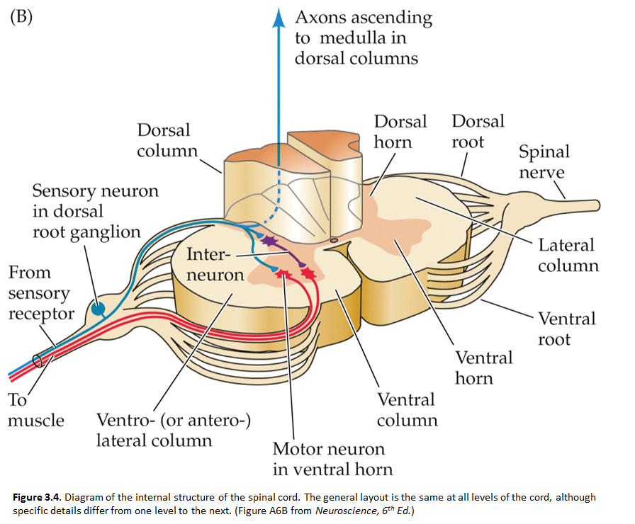 roentgen-ray-reader-nerve-root-s