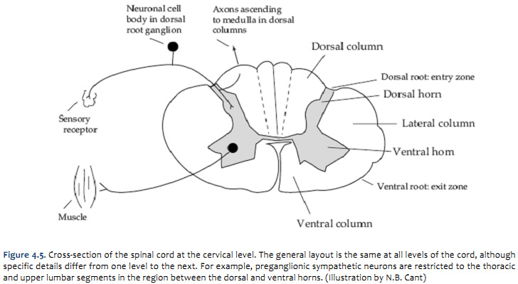 spinal cord anatomy cross section