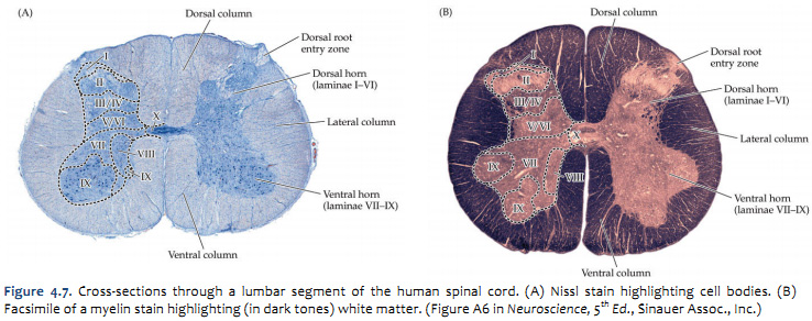 spinal cord cross section tracts