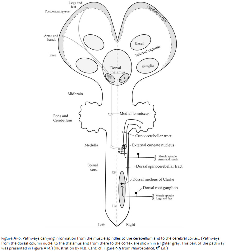 Duke Neurosciences - Appendix 1: Somatic Sensory Pathways
