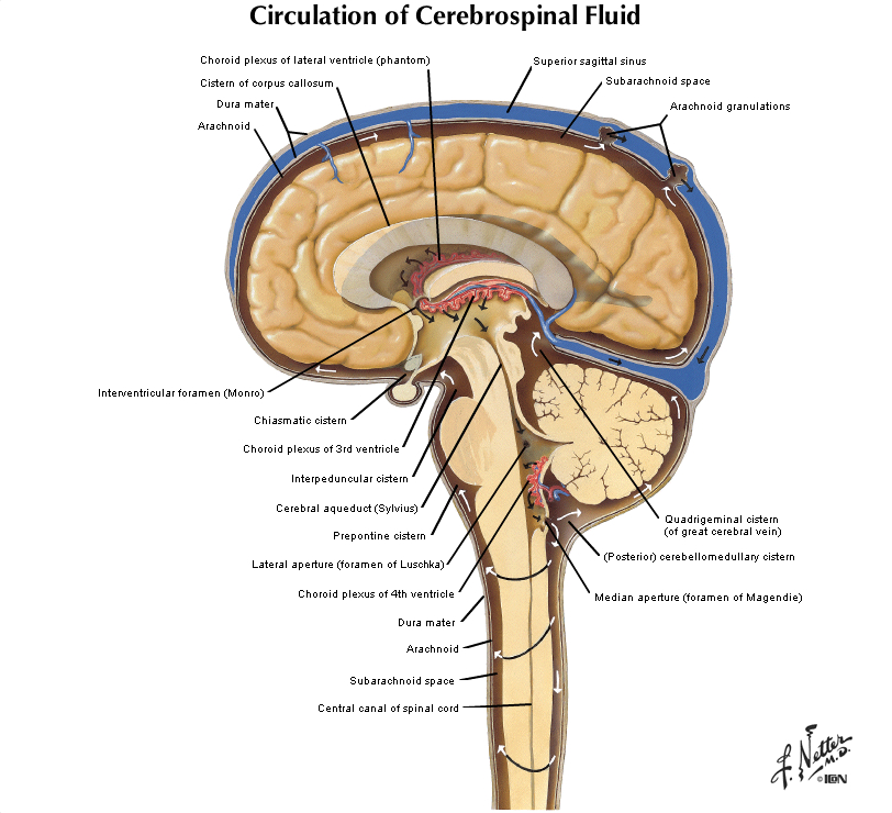 Duke Neurosciences - Lab 5: Forebrain Sectional Anatomy
